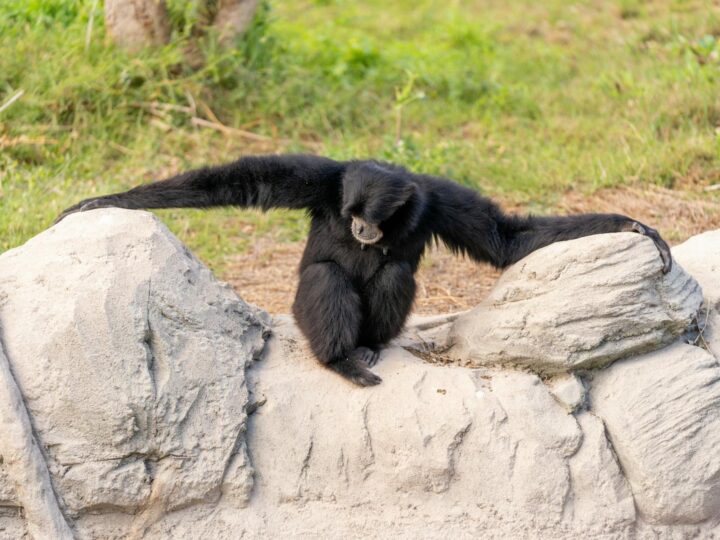 Rocher des Singes